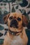 Portrait of a puggle with a rainbow heart on the collar, looking at the camera