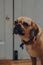 Portrait of a puggle with a rainbow heart on the collar, looking to the side