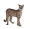 Portrait of Puma cub in front of white background