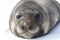 Portrait pup southern elephant seal lying in the snow Antarctic