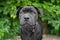 Portrait puppy of black staffordshire bull terrier on the background of green trees in the park