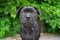 Portrait puppy of black staffordshire bull terrier on the background of green trees in the park