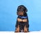 Portrait of Puppy with blue belt