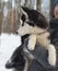 Portrait of puppy of breed huskies sitting on owner`s hands