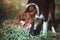 Portrait of a puppy breeds a border collie of chocolate color.