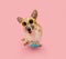 Portrait puppy dog traveling concept. corgi going on vacations wearing sunglasses and camera to take pictures. Isolated on pink