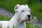 Portrait of puppy dogo argentino