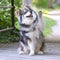 Portrait of a puppy Finnish Lapphund waving paw