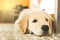 Portrait of a puppy Golden Retriever .Picture of an adorable brown dog