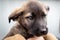 Portrait of a puppy by a large breedless dog in daylight.