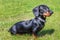 Portrait of a puppy miniature Dachshund, short haired black and tan with a beautiful shiny glossy coat outside on grass