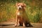 Portrait of a puppy on the nature close up. Pitbul