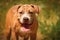 Portrait of a puppy on the nature close up. Pitbul