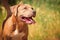 Portrait of a puppy on the nature close up. Pitbul