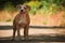 Portrait of a puppy on the nature close up. Pitbull