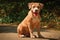 Portrait of a puppy on the nature close up. Pitbull