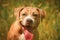 Portrait of a puppy on the nature close up. Pitbull