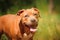 Portrait of a puppy on the nature close up. Pitbull