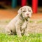 Portrait Of Puppy Neapolitan Mastiff Dog