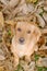 Portrait of Puppy russian hunting spaniel sitting on the fall leaves