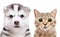 Portrait of the puppy Siberian Husky and cat Scottish Straight