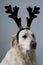 Portrait of a pure golden retrieve with deer antlers