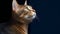 Portrait of a purebred abyssinian cat on a dark background