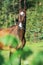 Portrait of purebred akhalteke mare