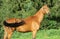 Portrait of purebred akhalteke mare