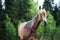 Portrait of purebred akhalteke stallion at forest background