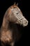 Portrait of a purebred Arabian horse.