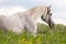 Portrait of a purebred Arabian stallion.