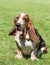 Portrait of a purebred basset hound