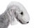 Portrait of purebred Bedlington Terrier dog