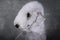 Portrait of purebred Bedlington Terrier dog on a gray background