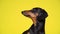 Portrait of purebred black and tan dachshund dog that looks directly at the camera and turns its head