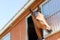 Portrait of purebred chestnut horse biting metal grid of stable