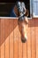 Portrait of purebred chestnut horse in stable window.