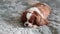 Portrait purebred cute puppy Cavalier King Charles Spaniel. Dog chewing bone lying on bed, selective focus. Taken from