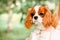 Portrait purebred cute puppy Cavalier King Charles Spaniel natural blurry background