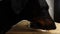 Portrait of purebred doberman eating kibble in slow motion