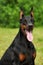 Portrait of purebred doberman pinscher