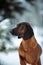 Portrait purebred dog breed Bavarian hound winter