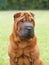 Portrait of a purebred dog Chinese Shar-Pei