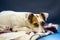 Portrait of purebred dog Jack Russell Terrier while lying on a couch