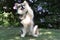 Portrait of a purebred Finnish Lapphund dog