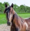 Portrait of a purebred Hanoverian dark bay horse