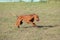 Portrait of a purebred Hungarian Vizsla dog in nature. Beautiful Magyar Vizsla golden rust color on walking. Beautiful Hungarian