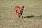 Portrait of a purebred Hungarian Vizsla dog in nature. Beautiful Magyar Vizsla golden rust color on walking. Beautiful Hungarian