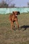 Portrait of a purebred Hungarian Vizsla dog in nature. Beautiful Magyar Vizsla golden rust color on walking. Beautiful Hungarian